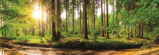 Puzzle Svítání v lese (panoramic) - 2000 dílků