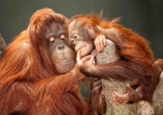 Orangutani - 3D pohlednice (MCZ29)