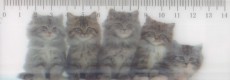 5 Maine Coon Kittens - 3D pravítko