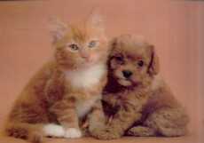 Cavapoo Pup nad Kitten - 3D pohlednice