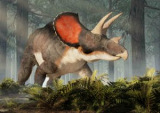 Triceratops - 3D pohlednice