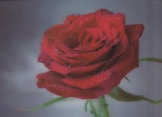 Red Rose - 3D pohlednice (MCH 18)