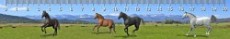 Galloping Horses (cválající koně) - 3D pravítko