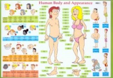 Human Body and Appearance