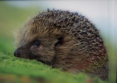 Hedgehog - 3D pohlednice (MPF09)