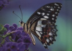 Butterfly - 3D pohlednice (MPF 18)