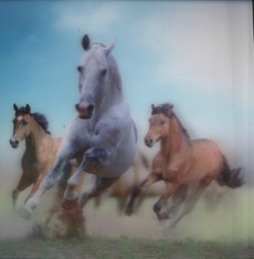 Horses in Dust - 3D pohlednice (MPF 11)