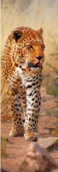 Leopard z Keni - Puzzle (1000 dílků)