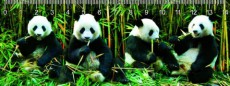 Panda - pravítko