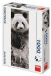 Panda v trávě Panoramic - Puzzle (1000 dílků)