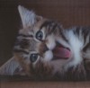 Smiling Kitten - 3D pohlednice (MP515)