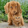 Pes a kočka - 3D pohlednice (MCZ14)