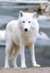 Vlk arktický - 3D pohlednice