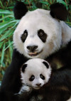 Panda s mládětem - Puzzle (1000 dílků)