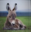 Donkey - 3D pohlednice (MPF 01)