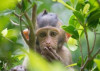 Malá opička - 3D pohlednice