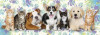Puzzle Psi a kočky (panoramic) - 150 dílků
