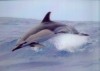 Delphinus (delfín obecný) - 3D pohlednice