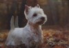 White Terrier - 3D pohlednice (MPS 11)
