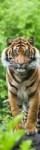 Tygr bengálský - 3D záložka do knihy (MCZ40)
