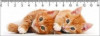 Two Ginger Kittens Deep - 3D pohlednice
