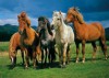 Islandští koně - Puzzle (1000 dílků)