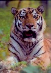 Panthera tigris altaica (tygr ussurijský) - 3D pohlednice