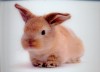 Lop Rabbit - 3D pohlednice
