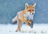 Běžící liška - 3D pohlednice