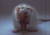 Krysa (Rat)- 3D pohlednice (MPS07)