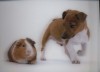 Terrier Pup and Guinea Pig - 3D pohlednice