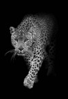 Leopard - 3D pohlednice