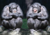 Šimpanzi - 3D pohlednice