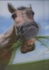 Smiling Horse - 3D pohlednice (MPF 13)